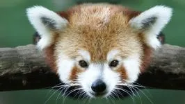 panda Lesser, panda roșu (ailurus fulgens) fotografii, zonă de descoperire de specii, o descriere panda roșu,