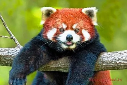 Mici panda roșu - animale mici la risc de dispariție (animale mici) Mici panda roșu - animale mici la risc de dispariție