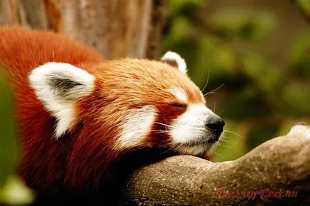 Mici panda roșu - animale mici la risc de dispariție (panda) Mici panda roșu - animale mici la risc de dispariție