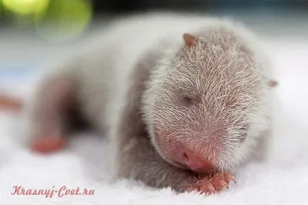Mici panda roșu - animale mici la risc de dispariție (mici) Mici panda roșu - animale mici la risc de dispariție