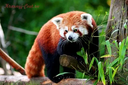 Mici panda roșu - animale mici la risc de dispariție (panda) Mici panda roșu - animale mici la risc de dispariție