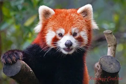 Mici panda roșu - animale mici la risc de dispariție (panda) Mici panda roșu - animale mici la risc de dispariție
