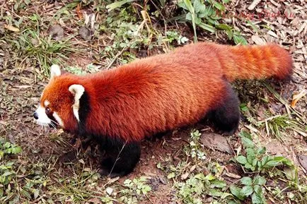 Mici panda roșu - animale mici la risc de dispariție (mici) Mici panda roșu - animale mici la risc de dispariție
