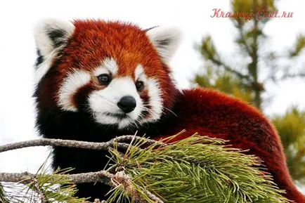 Mici panda roșu - animale mici în pericol de dispariție (pericol) Mici panda roșu - animale mici la risc de dispariție