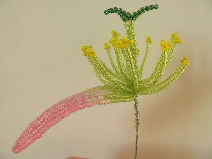 Master class - cactus vis roz, revista on-line pozitiv