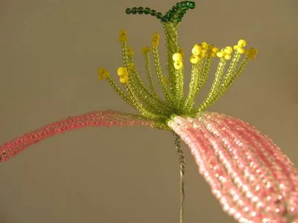 Master class - cactus vis roz, revista on-line pozitiv
