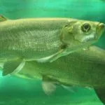 Râul lamprey periculos pentru Mit sau realitate umană (periculoase) Lamprey Râul este periculos pentru mit uman sau realitate?