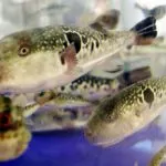 Râul lamprey periculos pentru Mit sau realitate umană (chișcarului) Lamprey Râul este periculos pentru mit uman sau realitate?