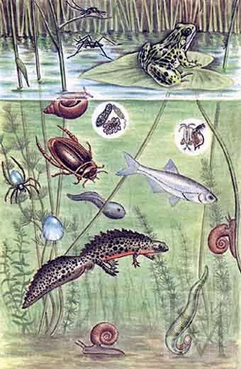 Mecanisme de biogeocenosis rezistență