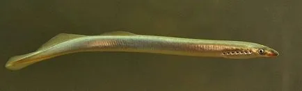 Râul lamprey periculos pentru Mit sau realitate umană (Human) Lamprey Râul este periculos pentru mit uman sau realitate?