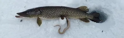 Râul lamprey periculos pentru Mit sau realitate umană (Human) Lamprey Râul este periculos pentru mit uman sau realitate?