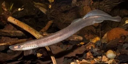 Lamprey Râul este periculos pentru mit sau realitate umană (râu chișcarului persoană periculoasă fotografie fântânel pește larve) Lamprey Râul este periculos pentru mit uman sau realitate?