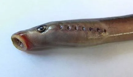 Râul lamprey periculos pentru Mit sau realitate umană (Human) Lamprey Râul este periculos pentru mit uman sau realitate?