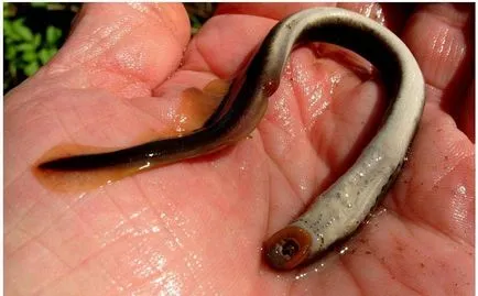 Râul lamprey periculos pentru Mit sau realitate umană (periculoase) Lamprey Râul este periculos pentru mit uman sau realitate?