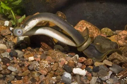Lamprey, enciclopedie animale