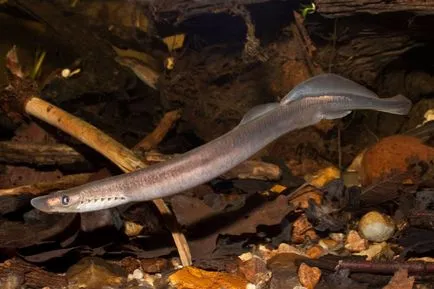 Lamprey, enciclopedie animale