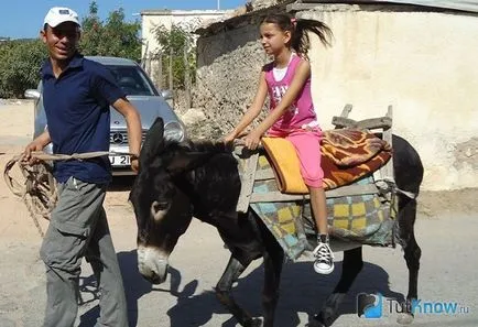 îngrijire Mini măgar și întreținere, foto (mini) îngrijire măgar Mini și întreținere, fotografii