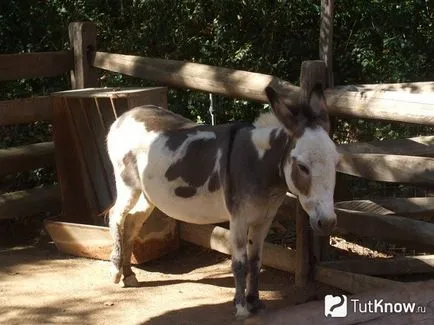 îngrijire și întreținere Mini măgar, fotografie (pentru animale de companie) îngrijire măgar Mini și întreținere, fotografii