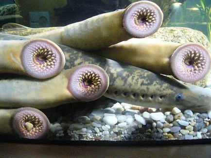 Lamprey, enciclopedie animale