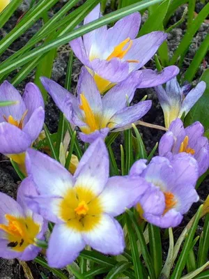Perene Crocus plantă foto și descrierea soiurilor, plantare și îngrijire de crocuses