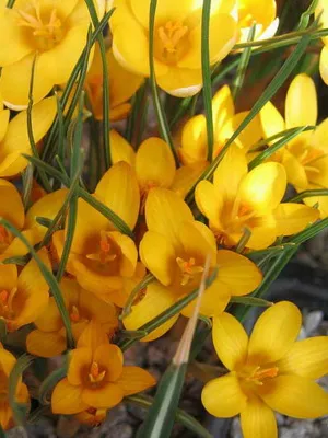 Perene Crocus plantă foto și descrierea soiurilor, plantare și îngrijire de crocuses