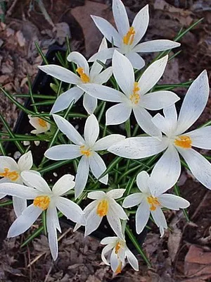 Perene Crocus plantă foto și descrierea soiurilor, plantare și îngrijire de crocuses