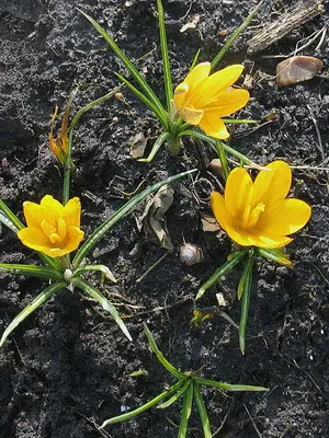 Perene Crocus plantă foto și descrierea soiurilor, plantare și îngrijire de crocuses