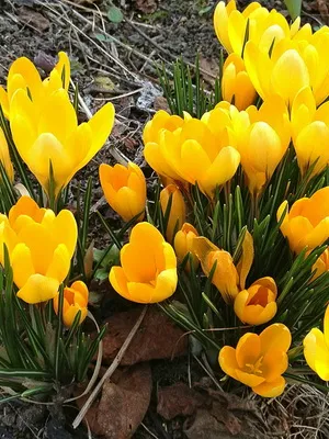 Perene Crocus plantă foto și descrierea soiurilor, plantare și îngrijire de crocuses