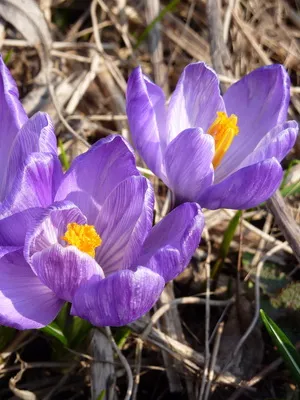 Perene Crocus plantă foto și descrierea soiurilor, plantare și îngrijire de crocuses