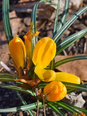 Perene Crocus plantă foto și descrierea soiurilor, plantare și îngrijire de crocuses