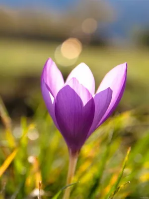 Perene Crocus plantă foto și descrierea soiurilor, plantare și îngrijire de crocuses