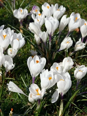 Perene Crocus plantă foto și descrierea soiurilor, plantare și îngrijire de crocuses