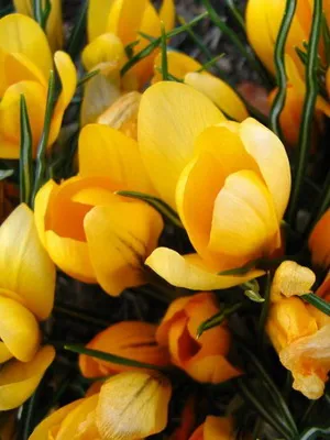 Perene Crocus plantă foto și descrierea soiurilor, plantare și îngrijire de crocuses