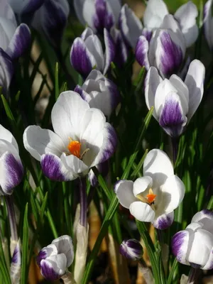 Perene Crocus plantă foto și descrierea soiurilor, plantare și îngrijire de crocuses