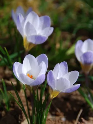 Perene Crocus plantă foto și descrierea soiurilor, plantare și îngrijire de crocuses