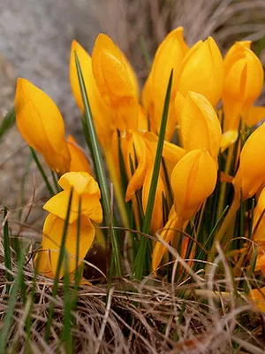Perene Crocus plantă foto și descrierea soiurilor, plantare și îngrijire de crocuses
