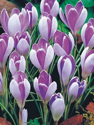 Perene Crocus plantă foto și descrierea soiurilor, plantare și îngrijire de crocuses
