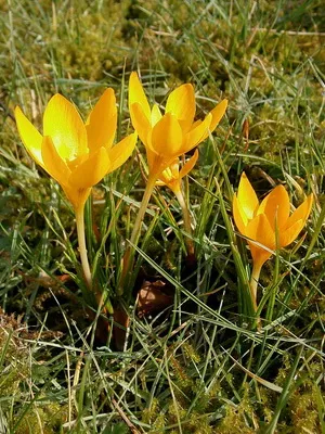 Perene Crocus plantă foto și descrierea soiurilor, plantare și îngrijire de crocuses