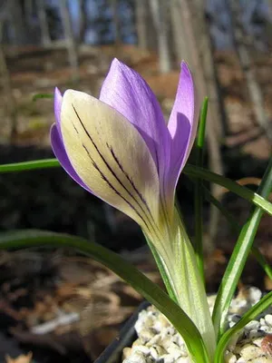 Perene Crocus plantă foto și descrierea soiurilor, plantare și îngrijire de crocuses