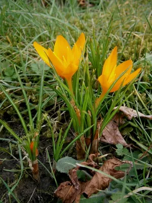 Perene Crocus plantă foto și descrierea soiurilor, plantare și îngrijire de crocuses