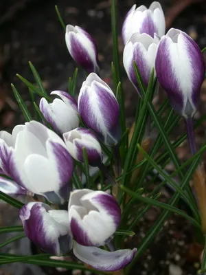 Perene Crocus plantă foto și descrierea soiurilor, plantare și îngrijire de crocuses