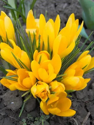 Perene Crocus plantă foto și descrierea soiurilor, plantare și îngrijire de crocuses