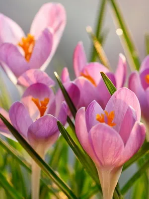 Perene Crocus plantă foto și descrierea soiurilor, plantare și îngrijire de crocuses