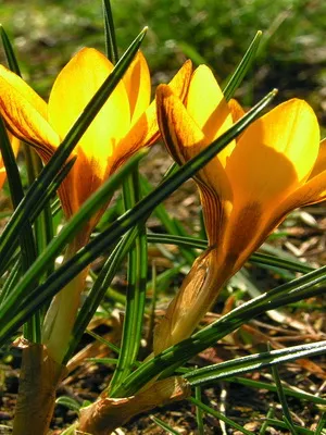 Perene Crocus plantă foto și descrierea soiurilor, plantare și îngrijire de crocuses