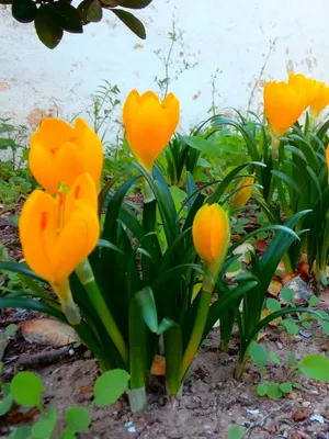 Perene Crocus plantă foto și descrierea soiurilor, plantare și îngrijire de crocuses