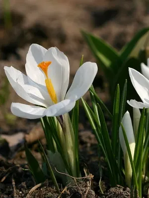 Perene Crocus plantă foto și descrierea soiurilor, plantare și îngrijire de crocuses