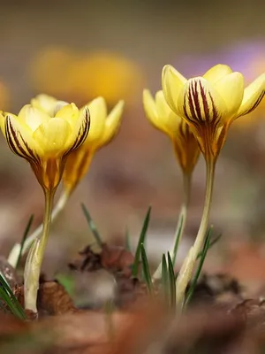Perene Crocus plantă foto și descrierea soiurilor, plantare și îngrijire de crocuses