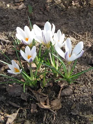 Perene Crocus plantă foto și descrierea soiurilor, plantare și îngrijire de crocuses