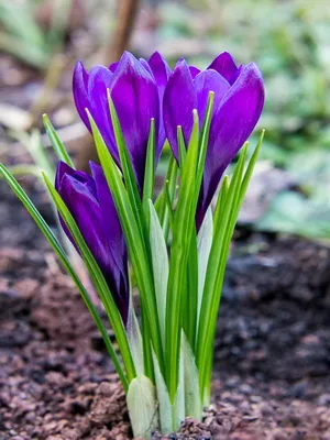 Perene Crocus plantă foto și descrierea soiurilor, plantare și îngrijire de crocuses
