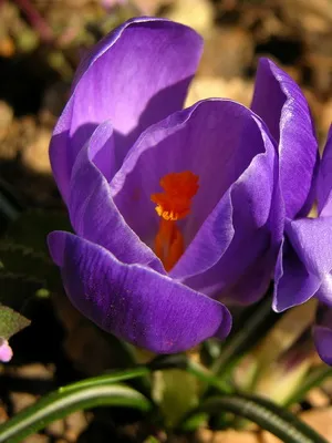 Perene Crocus plantă foto și descrierea soiurilor, plantare și îngrijire de crocuses